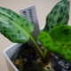 Drimiopsis: rodzaje, cechy sadzenia i pielęgnacji