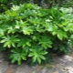 Fatsia: cechy, reprodukcja i pielęgnacja w domu
