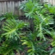 Philodendron Sello: opis, cechy pielęgnacji i reprodukcji