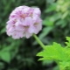 Pachnące geranium: opis, odmiany, sadzenie i pielęgnacja