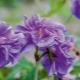 Pelargonia himalajska: opis odmian, cechy sadzenia i pielęgnacji