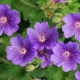 Cambridge geranium: opis i cechy uprawy