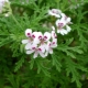 Cytryna Geranium (pelargonia): cechy i zasady pielęgnacji