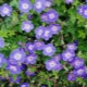 Geranium Roseanne: opis, sadzenie i pielęgnacja