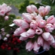 Tulipan Geranium: opis odmian, sadzenie, pielęgnacja i rozmnażanie