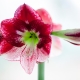 Hippeastrum: opis, rodzaje, cechy sadzenia i rozmnażania