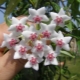 Hoya Bella: cechy, pielęgnacja i reprodukcja