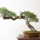 Bonsai iglaste: co to jest i jak rosnąć?
