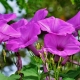 Fioletowy Ipomoea: odmiany, sadzenie i pielęgnacja