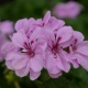 Jod do geranium (pelargonia): do czego służy i jak go używać?
