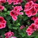 Jak przycinać pelargonie, aby uzyskać bujny rozkwit?