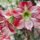 Jak przeszczepić hippeastrum?
