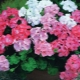 Jak podlewać pelargonie w domu zimą?