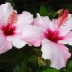 Jak prawidłowo przycinać hibiskus?