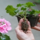 Jak prawidłowo rozmnażać pelargonie?
