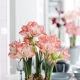 Jak dbać o hippeastrum, aby kwitło?