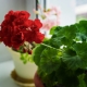 Jak wyhodować pelargonie z nasion w domu?