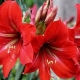 Jak wyhodować hippeastrum z nasion?