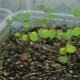 Jak uprawiać sadzonki balsamu w domu?