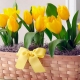 Jak uprawiać zimą tulipany w doniczce w domu?