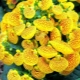 Calceolaria: rodzaje, metody rozmnażania, sadzenia i pielęgnacji