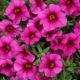 Calibrachoa Kablum: cechy, odmiany