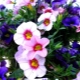 Calibrachoa: cechy, sadzenie i uprawa kwiatu