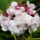 Clerodendrum Filipino: jak wygląda, cechy pielęgnacji i reprodukcji