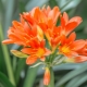 Clivia: odmiany i pielęgnacja domowa