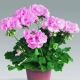 Kiedy i jak przeszczepić geranium (pelargonię)?
