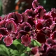Pelargonia królewska: odmiany, uprawa, rozmnażanie