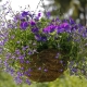 Lobelia ampelnaya: opis, rodzaje i zasady uprawy z nasion