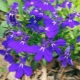 Lobelia erinus: odmiany i cechy uprawy