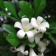 Murraya paniculata: cechy, rodzaje, sadzenie i pielęgnacja