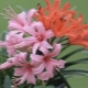 Nerine: sadzenie i pielęgnacja w domu