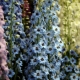 Delphinium nowozelandzkie: cechy, rodzaje i zalecenia dotyczące uprawy