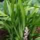 Ophiopogon: rodzaje, sadzenie i pielęgnacja