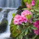 Oleander: charakterystyka, odmiany, pielęgnacja i rozmnażanie
