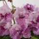 Opis streptocarpus, ich rodzaje, cechy sadzenia i pielęgnacji
