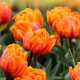 Tulipany pomarańczowe: popularne odmiany, sadzenie i pielęgnacja