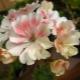 Cechy Pelargonium Lara