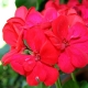Cechy żyrandola Pelargonium