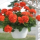 Cechy Pelargonium Maverick