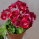 Cechy pelargonii PAC