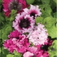 Cechy petunii Triumph