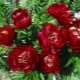 Cechy piwonii Buckeye Bell