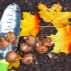 Cechy sadzenia tulipanów jesienią