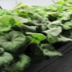 Cechy rozmnażania pelargonii przez sadzonki w domu
