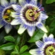 Passionflower: rodzaje, sadzenie i pielęgnacja domowa