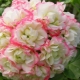 Pelargonium Appleblossom: opis odmian i uprawy